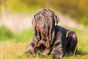 Neapolitan Mastiff
